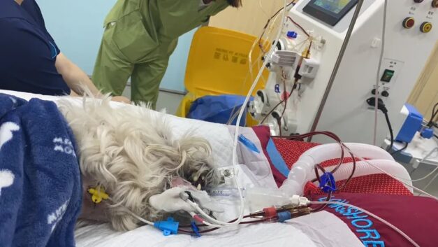 最人物｜毒死小狗获刑4年，Papi妈妈漫长的追凶