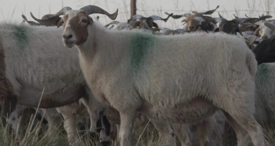 食通社｜借贷养羊，青海牧民又熬过一年