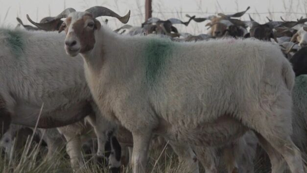 食通社｜借贷养羊，青海牧民又熬过一年