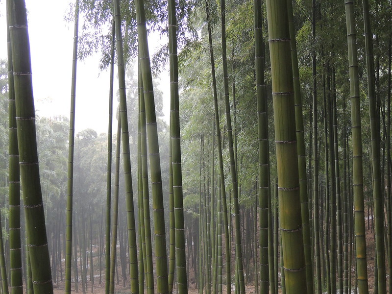 A faint mist hangs in a deep green forest of thick bamboo in the mountains of Moganshan, China.