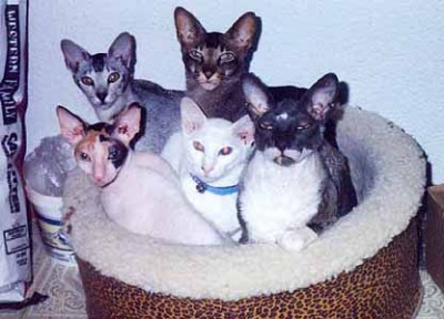 Five cats.jpg