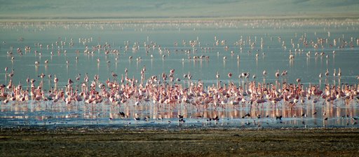 flamingos3