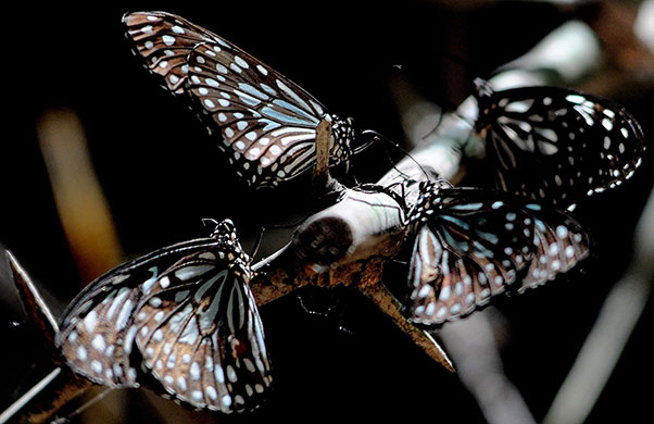 24 Hours in Pictures: Butterflies of the Milkweed family sit on a tree branch