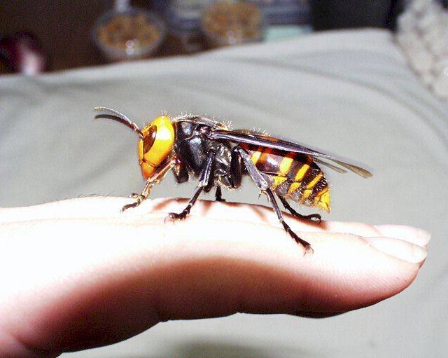 Giant Hornet Attacks Kill 28 in Southern Shaanxi