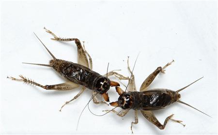 Crickets Fight it Out at China’s National Championship