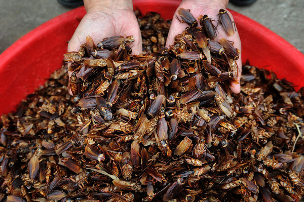 Cockroach Farms Multiplying in China