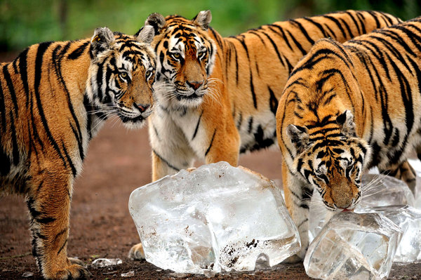 Siberian Tigers Making a Comeback in China