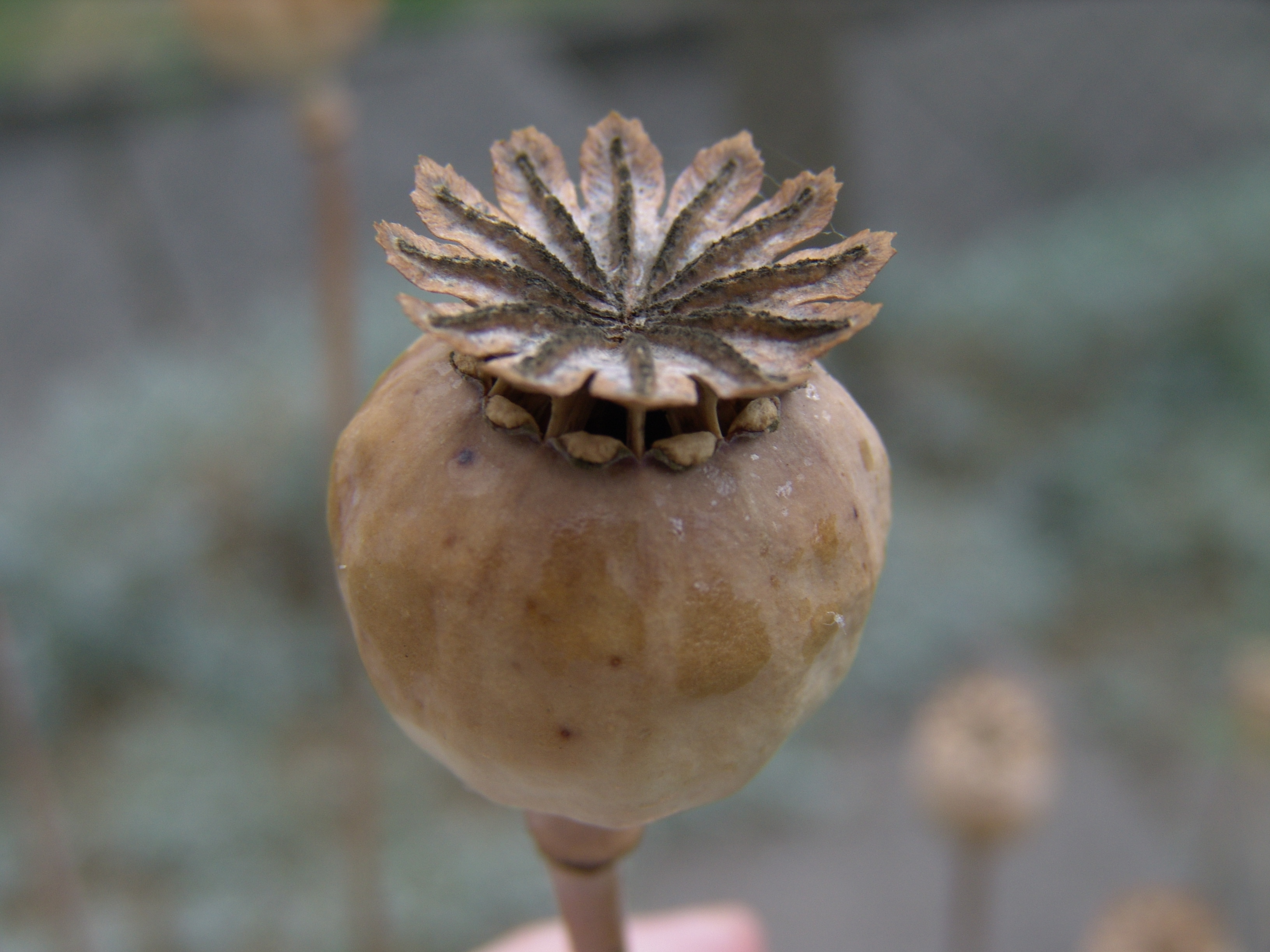 Poppy Seedpods are Too Hot to Handle