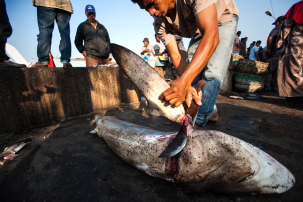 Shark Fin Victory May Offer Hope for Elephants