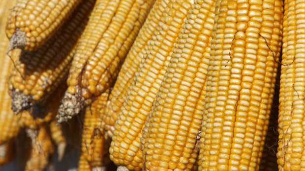 GMO Politics and Grain Espionage