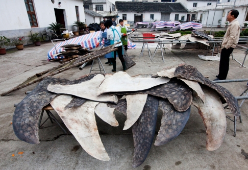 “Shark Slaughterhouse” Exposed in Zhejiang