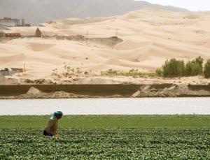 Bacteria Could Help Reclaim China’s Desert