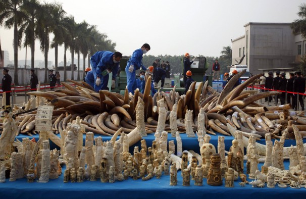 China’s Six-Ton Ivory Crush Debated