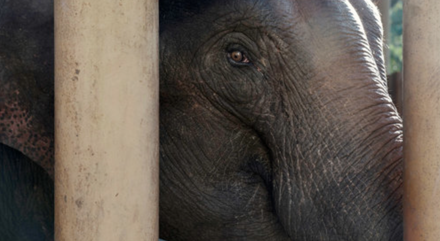 Rubber Boom Threatens Yunnan’s Elephant Haven