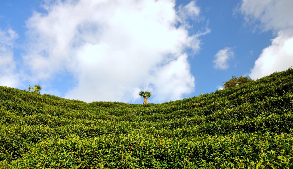 Tea trees under the blue sky