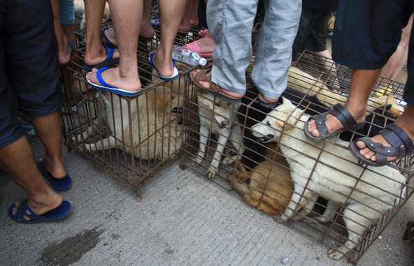 Yulin Dog Meat Festival Proceeds Despite Protests