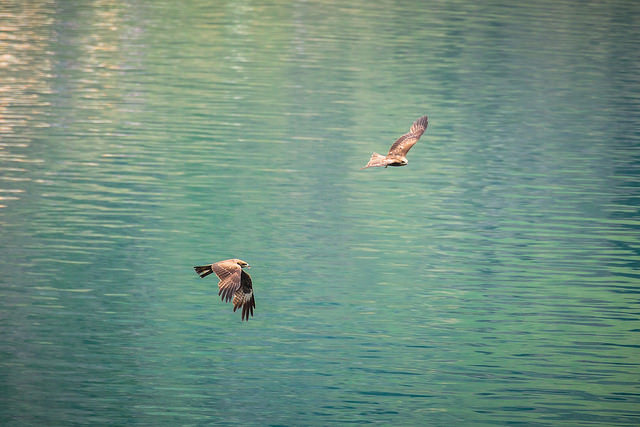 Eagles over Tianchi Lake