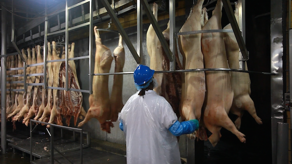 Investigating China’s Purchase of American Pork