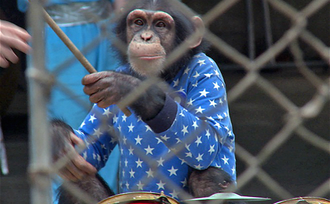 China “Main Destination” For Illegal Chimpanzee Trade