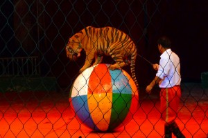 Big Cat Show, Shenzhen Safari Park