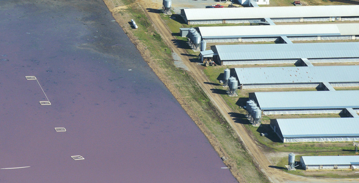 North Carolinians Sue Over Pig Manure Lagoons
