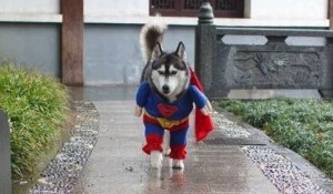 superdog