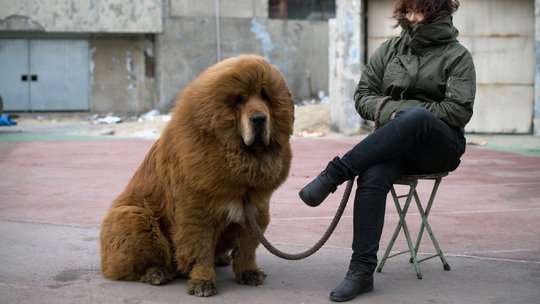Once-Prized Tibetan Mastiffs Discarded as Fad Ends