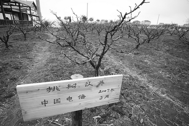 The peach tree China Telecom sponsors
