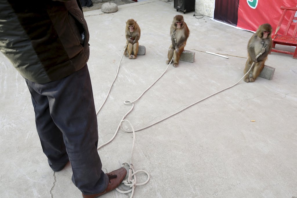Protecting China’s Animals in the Monkey Year