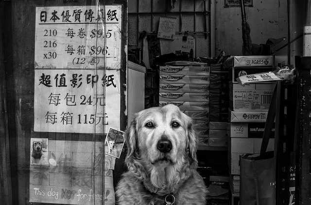 Shop Owner