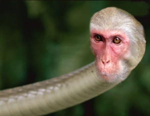 Snake_monkey