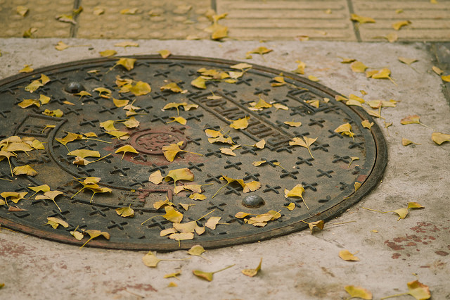 Autumn in Beijing: Ginkgo Biloba