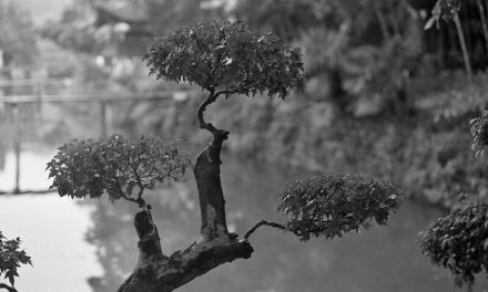 Photo: China – branches, by Lilian J.