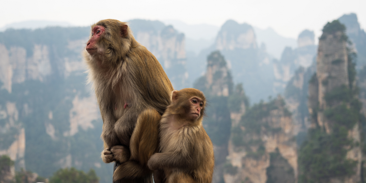 Photo: The Golden Monkeys of Zhangjiajie – China, by Alex Berger