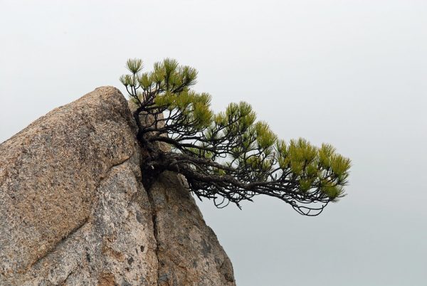 Photo: Natural bonsai pine, by Nicholas Turland