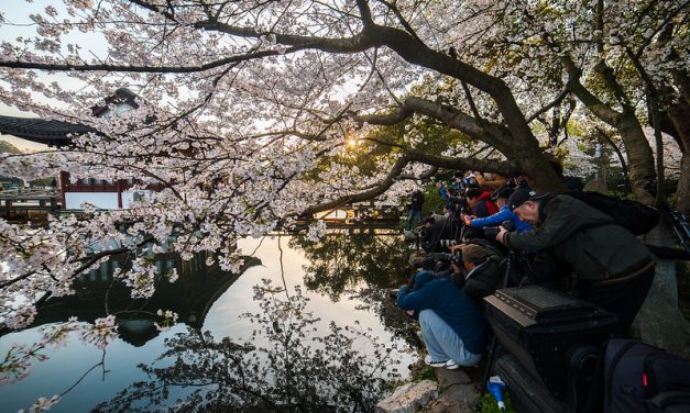 Photo: Hangzhou West Lake Cherry Blossom, by rustler2x4