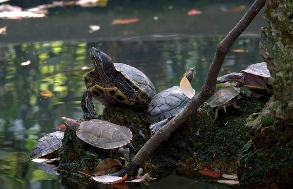 Photo: The Turtle pond, by Aardwolf6886