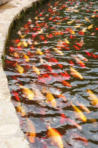 Dozens of red, yellow and orange carp resemble autumn leaves as they swim through clear, shallow, rippling water.
