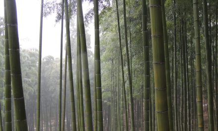Photo: Bamboo forest, Moganshan, by Timothy Merrill