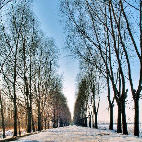 Under a blue sky, a snow-covered road lined with bare-branched trees on both sides stretches into the distance. Taken in Shenyang, Liaoning Province, China.