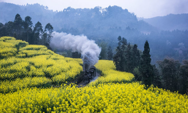 Photo: Early morning tourist 30″ gauge tourist train in the flower sea, by Zezhou Wang