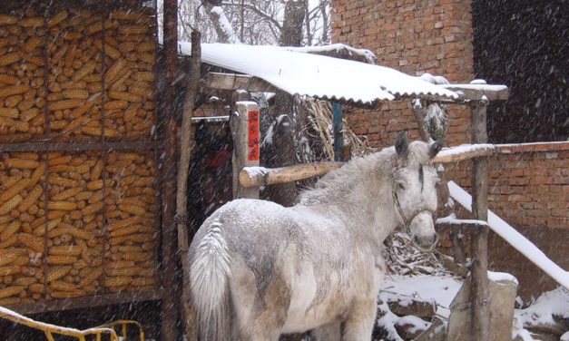 Photo: horse and corn crib, by 5u5