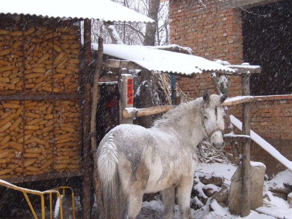 A shaggy white horse in a snowstorm turns to face the camera. The horse stands next to a wood-and-wire corn crib filled with yellow ears of corn, and a one-story red brick house.