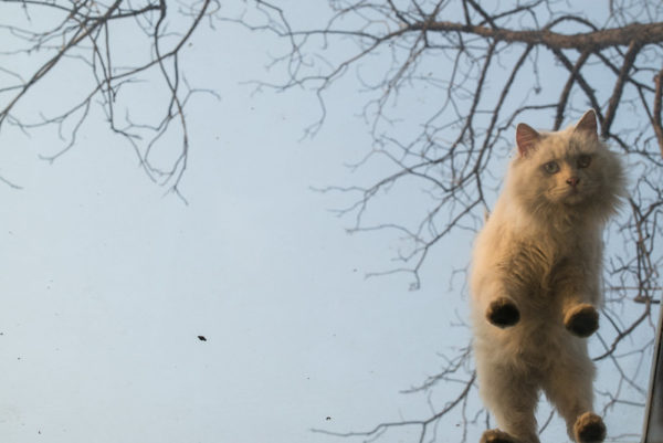 A fluffy white cat stands with all four paws on a glass skylight and peers inside. A pale blue sky and bare winter trees are visible behind the cat.