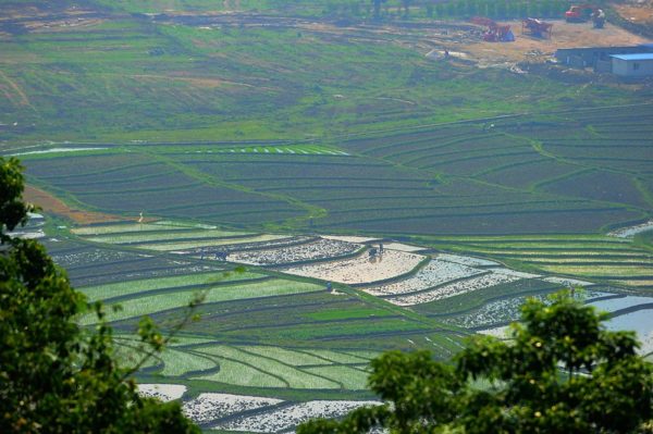 Rice terraces in various shades of green adorn Ruili’s rolling hills.