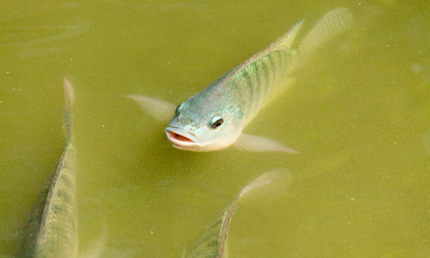 Photo: Untitled (Fish pond outside of Nanputuo Temple, Xiamen), by Matthew Stinson