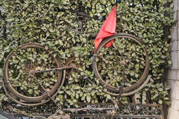 A rusted bicycle, chained upside down to a railing, has become entangled with the shrubbery growing around its tires and gears. A tattered red flag also protrudes from the shrubbery.