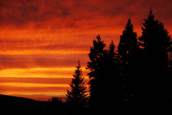 Against the black silhouettes of large trees, a blazing sunset appears as distinct bands of red, orange, and yellow.