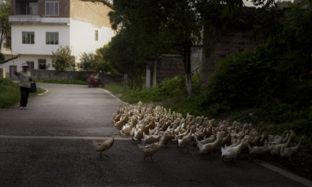 Photo: Yangshuo Ducks, by Rod Waddington