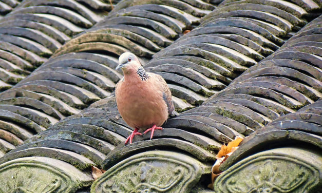 Photo: Spotted Dove – Spilopelia chinensis, by Aardwolf6886